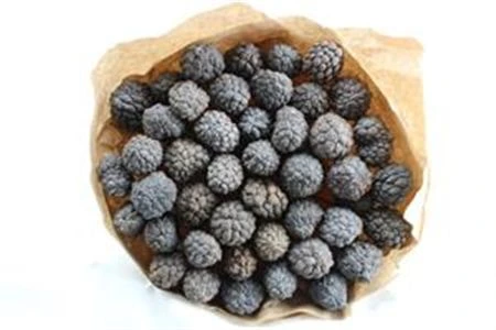 Atafruit Natuur X35, sušené 50 cm