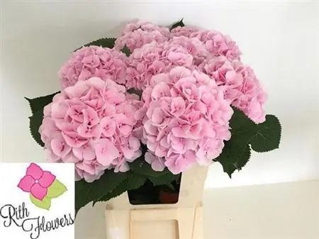 Hortenzia Verena Pink Pale 80 cm