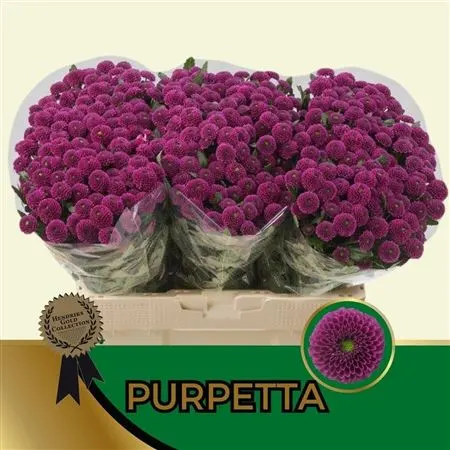 Sant Purpetta 55 cm