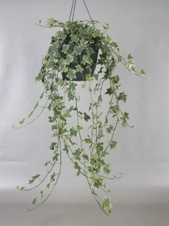 Hedera He Mona Lisa Hang črepník 19 cm