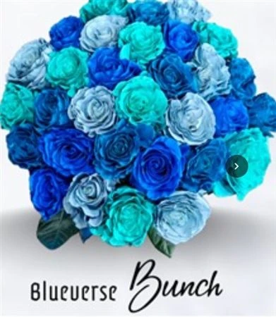 Ruža farbená Blueverse Bunch, Ekvádor 50 cm