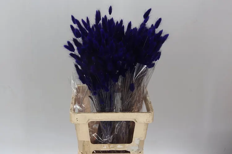 Dried Lagurus Purple 65 cm
