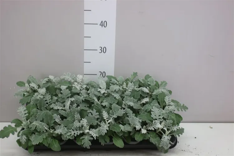 Senecio Cineraria črepník 9 cm