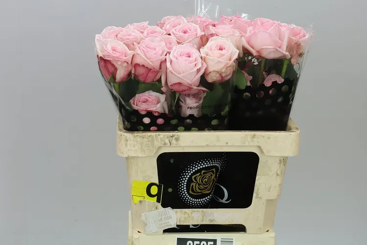 Rosa Gar Pink Ohara 50 cm