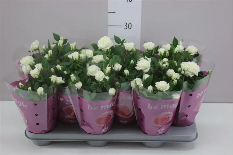 Ruža črepníková Jewel biela A2 črepník 10,5 cm
