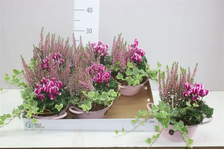 Arr Tuinplanten In Zinken Schaal Roze črepník 26 cm