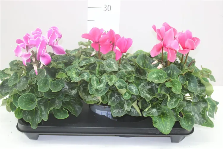 Cyklámen veľkokvetý S S Xl mix črepník 13 cm