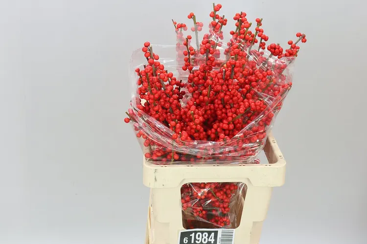 Ilex Verticillata 60 cm
