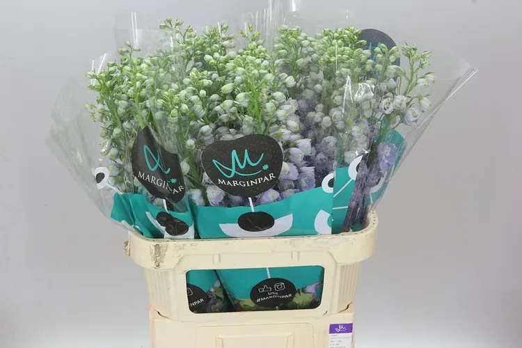 Stračonôžka Elatum Triton Lavender 80 cm