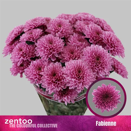 Chr T Fabienne 70 cm