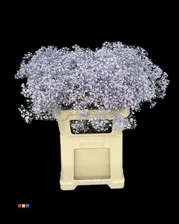 Gypsofila Xlence Light Milka 80 cm