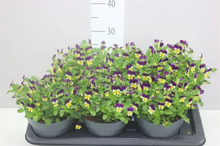 Viola Cornuta Lemon Purple črepník 17 cm