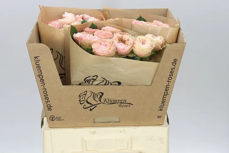 Rosa Gar Springfie Park! 70 cm