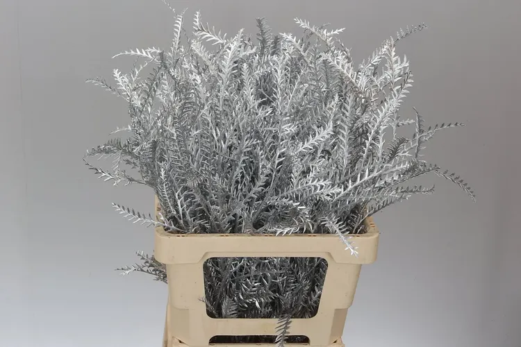 Ivanhoe Silver 60 cm