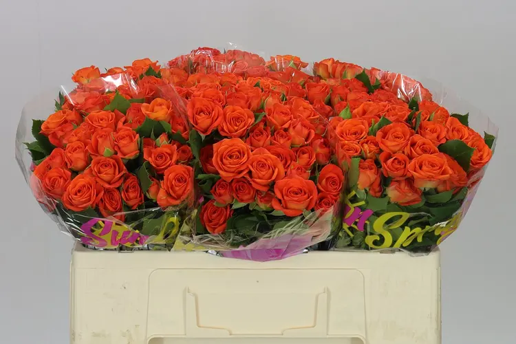 Rosa Tr Babe 2/4 50 cm