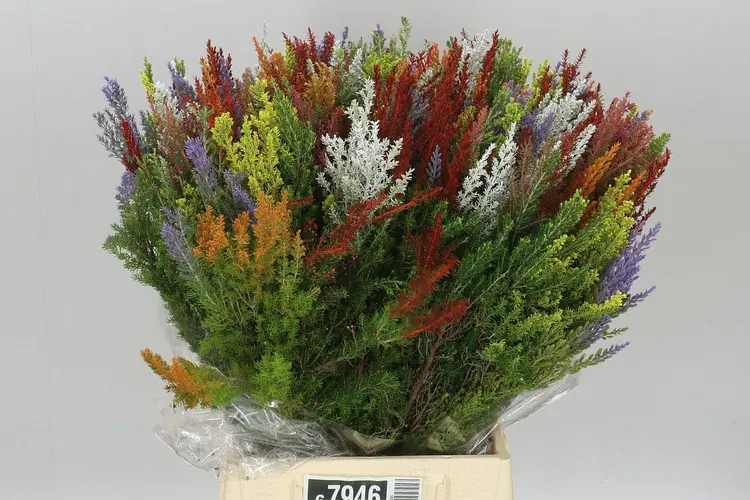 Boeket Erica mix 60 cm
