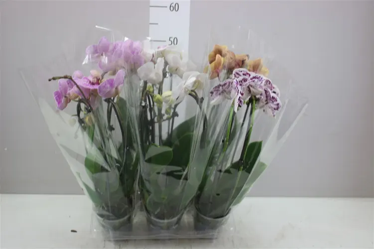 Orchidea Phalaenopsis Cascade mix, 2 výhony črepník 12 cm
