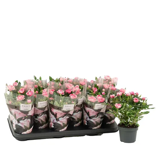 Rosa Vieve črepník 10,5 cm