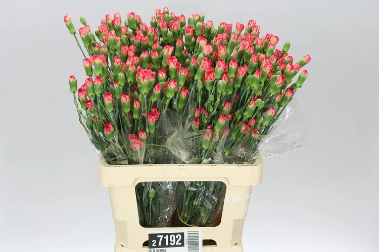 Di Tr Orange 65 cm