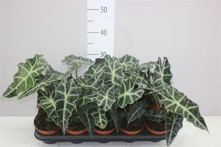 Alocasia Polly črepník 12 cm