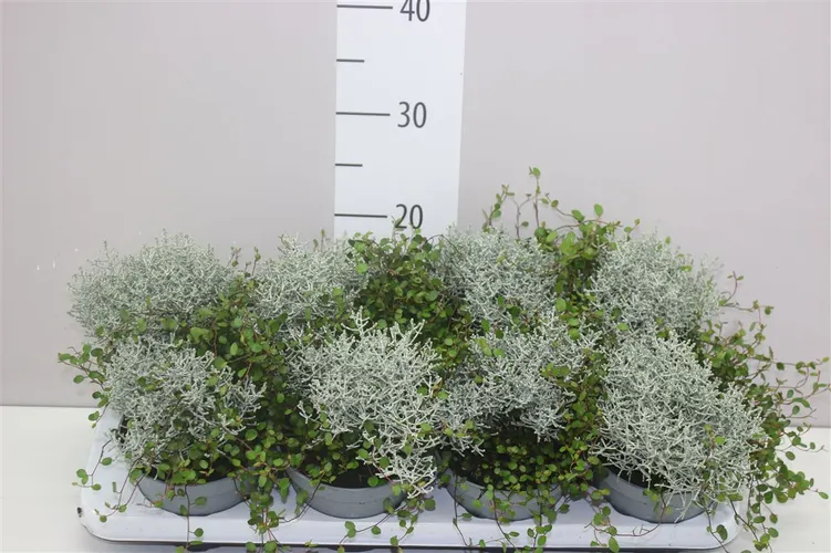 Calocephalus/muehlenbeckia črepník 13 cm
