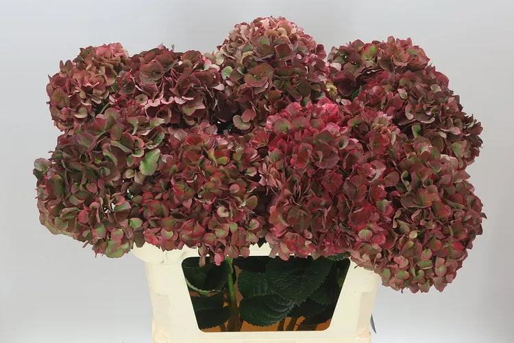 Hyd Ruby Pink Classic 80 cm