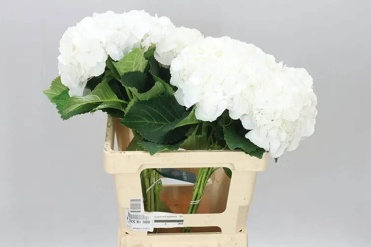 Hortenzia Princes White 60 cm