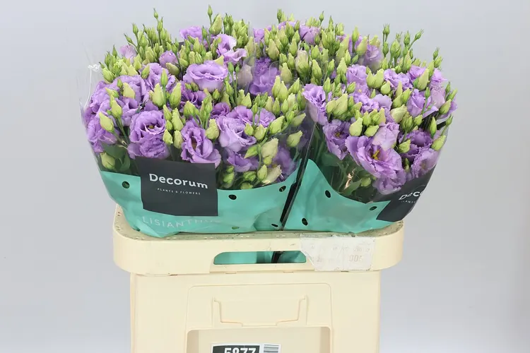 Eustóma plnokvetá Corelli Lavendel 70 cm