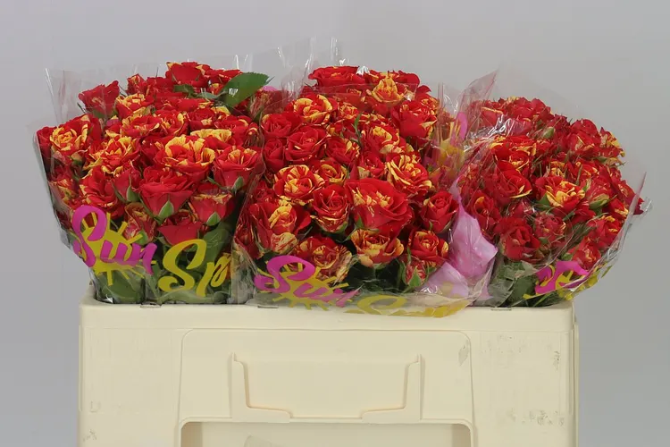 Rosa Tr Fire Flash 50 cm