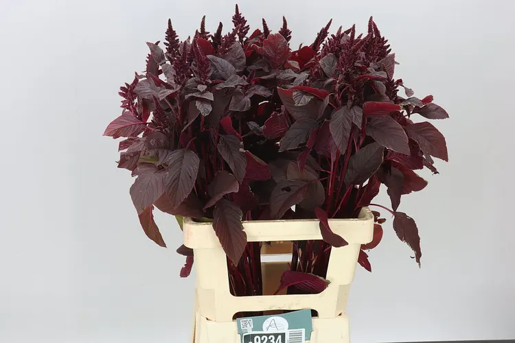 Amarant St Cr Velvet 70 cm
