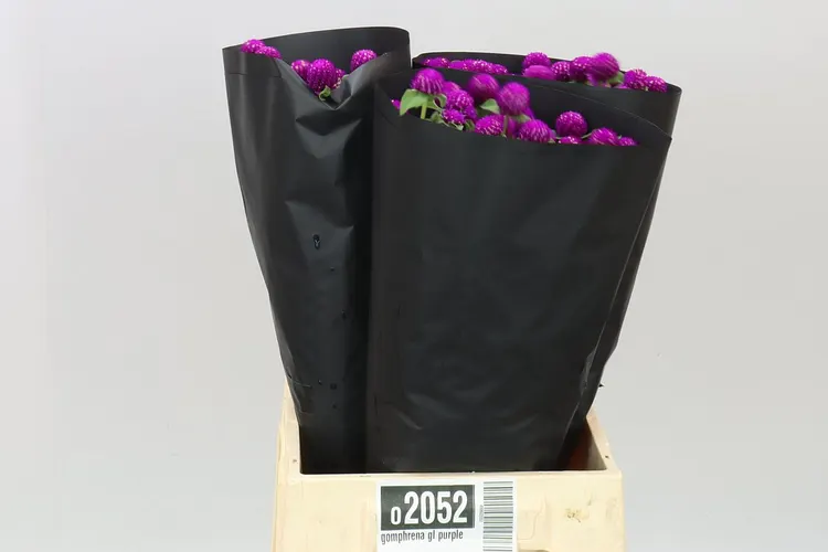 Gomphrena Gl Purple 50 cm