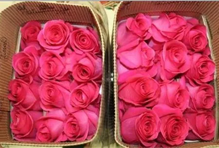 Rosa Gr Co Pink Floyd 50 cm