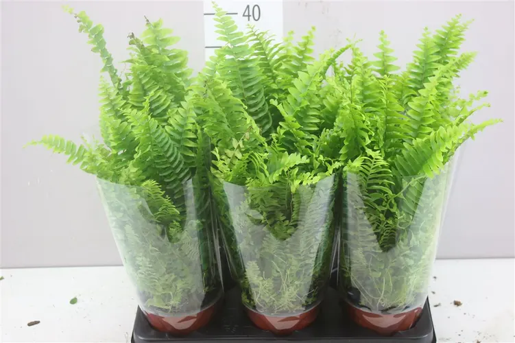Nephrolepis Ex Vitale črepník 13 cm