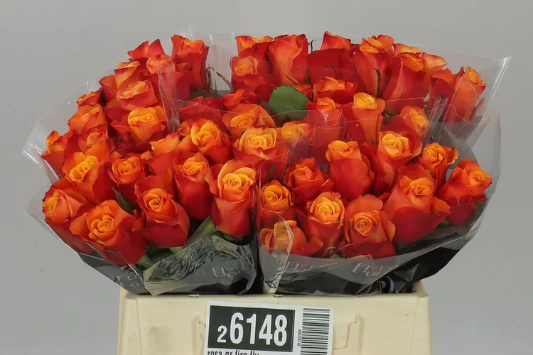 Rosa Gr Fire Fly 40 cm