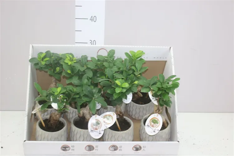 Fikus Ginseng v keramike črepník 12 cm