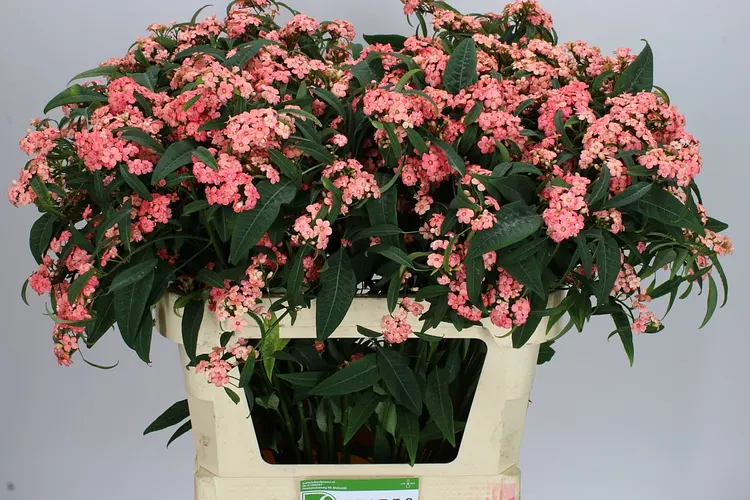 Euphorbia F T Pink Baron 75 cm
