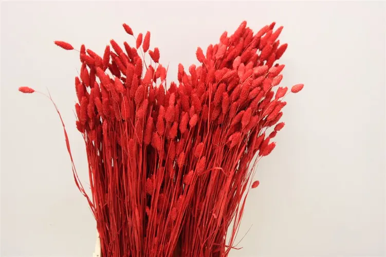 Dried Phalaris Red 65 cm