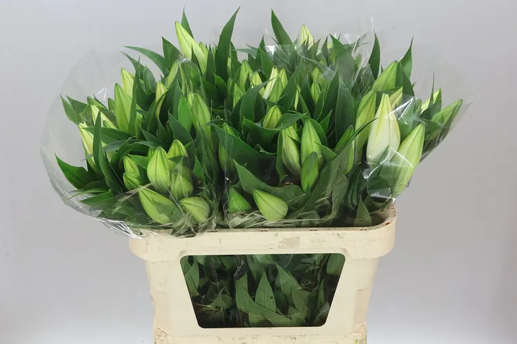 Ľalia orientálna Zambesi 80 cm