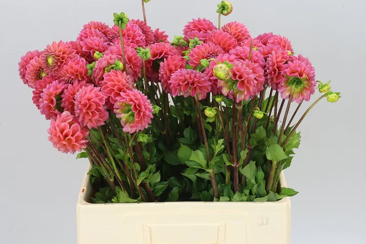 Dahlia Pink Suffusion 55 cm