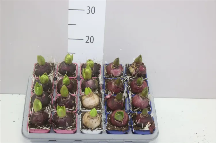 Hyacint mix 1pp črepník 7 cm