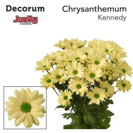 Chr T Kennedy Cream 70 cm