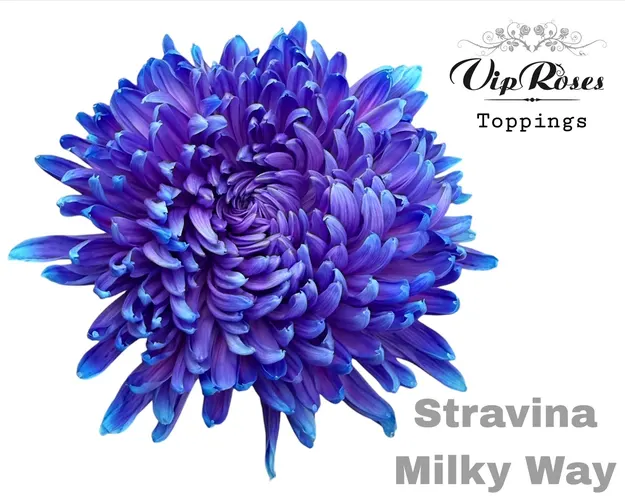 Chryzantéma veľkokvetá Stravina Milky Way 65 cm
