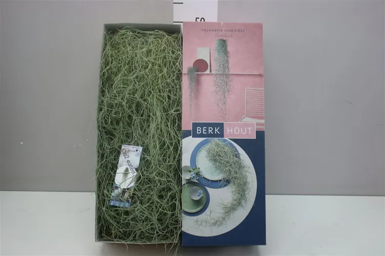 Tillandsia Usneoides 100cm