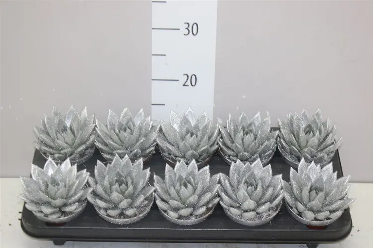 Echeveria Silver + Glitter črepník 10,5 cm