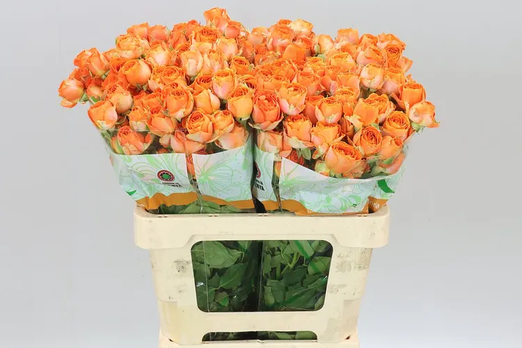Rosa Tr Ariya 60 cm