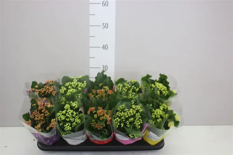 Kalanchoe Calandiva Mix črepník 12 cm