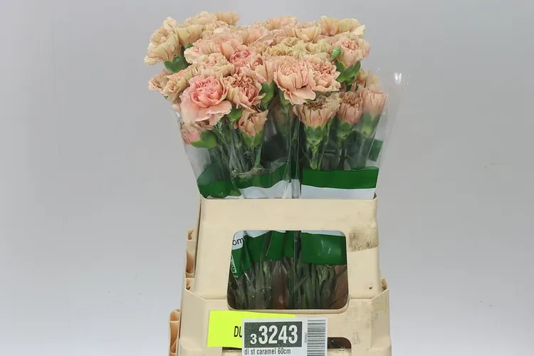 Karafiát Caramel 55 cm