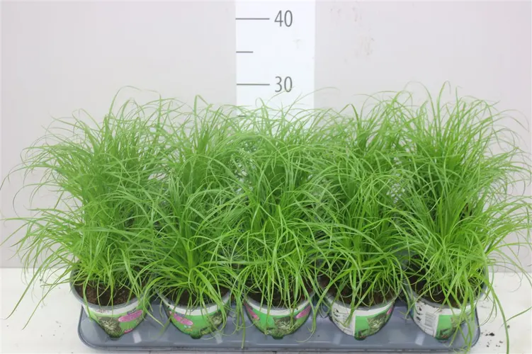 Cyperus Alt Zumula črepník 12 cm