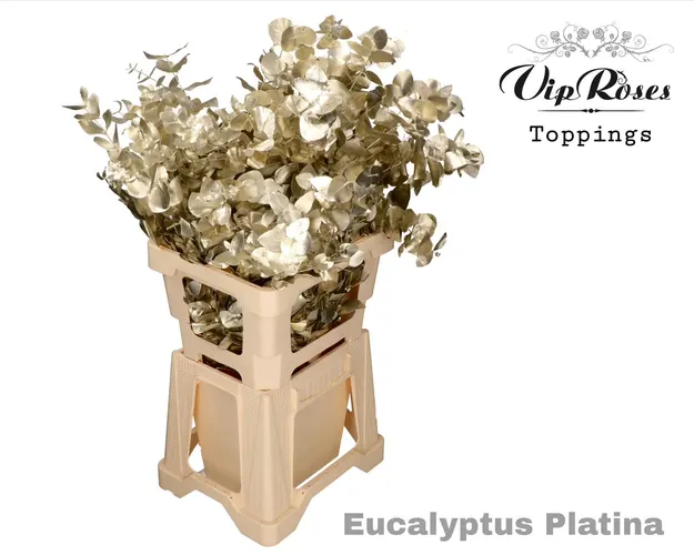 Eukalyptus Cinerea Platina 300gr 65 cm