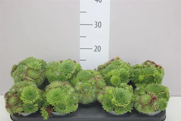 Sempervivum Mix Trio črepník 12 cm
